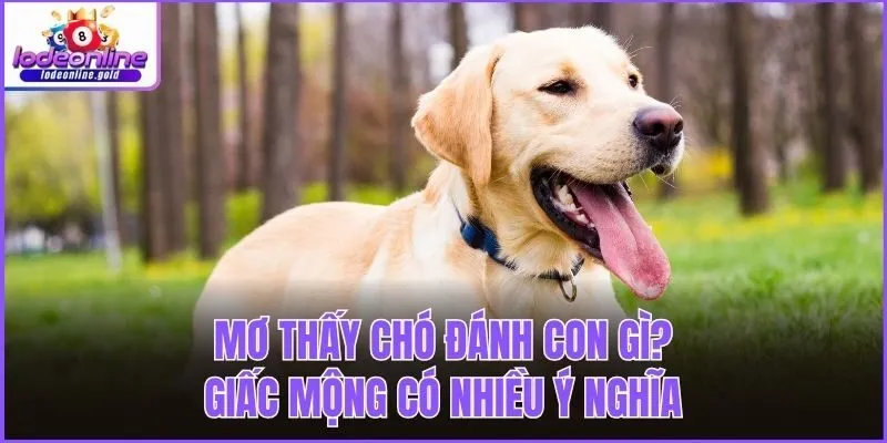 Mơ thấy chó đánh con gì? - Giấc mộng có nhiều ý nghĩa
